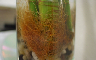 como-propagar-las-plantas-de-interior-02