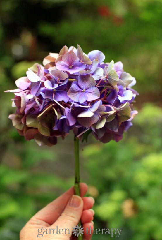 Cómo secar hortensias sin que pierdan su color