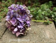 imagen Cómo secar flores de hortensias sin que pierdan su color