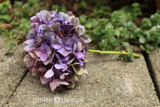 Cómo secar hortensias sin que pierdan su color