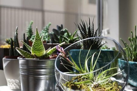 Cómo tener jardín en un apartamento