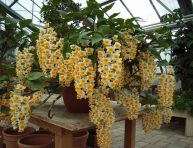 imagen Conoce la orquídea Dendrobium thyrsiflorum