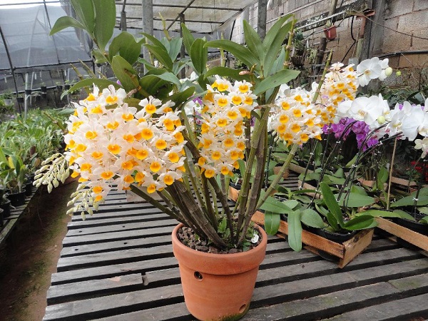 conoce-la-orquidea-dendrobium-thyrsiflorum-02