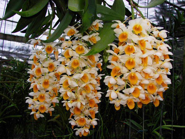 conoce-la-orquidea-dendrobium-thyrsiflorum-04