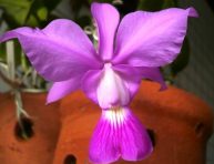 imagen Cultivo de la orquídea Cattleya walkeriana