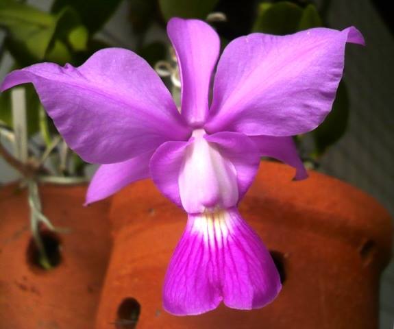 cultivo-de-la-orquidea-cattleya-walkeriana-01