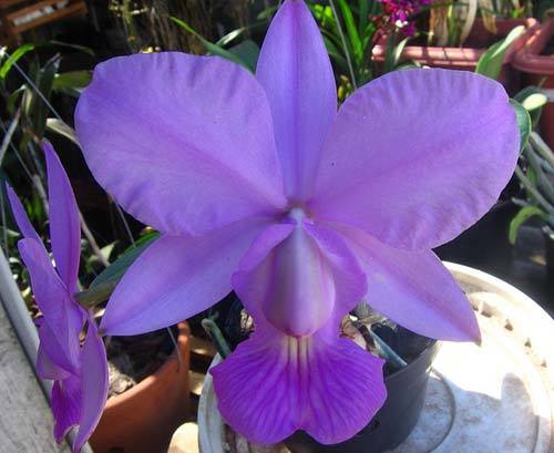 Cultivo de la orquídea Cattleya walkeriana