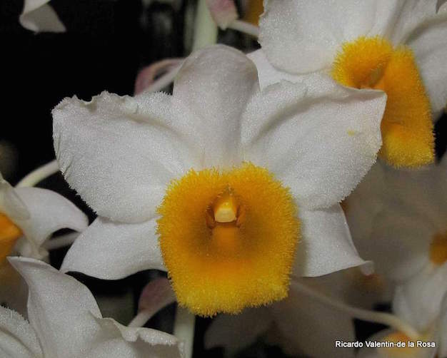 dendrobium-thyrsiflorum6