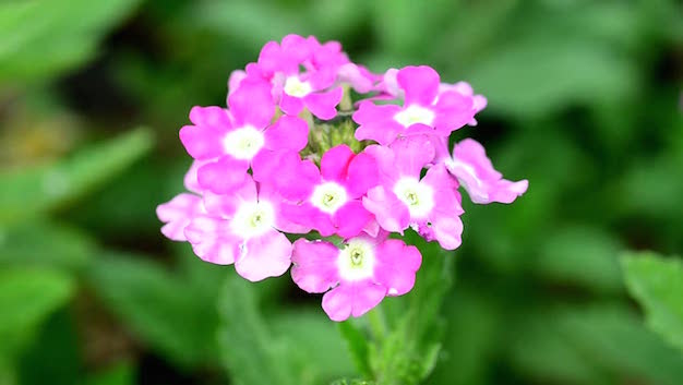 flor-de-verbena-1