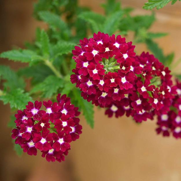 flor-de-verbena-2