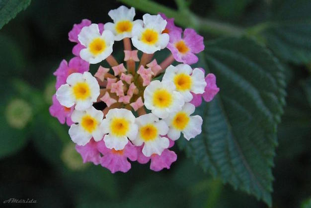 flor-de-verbena-3