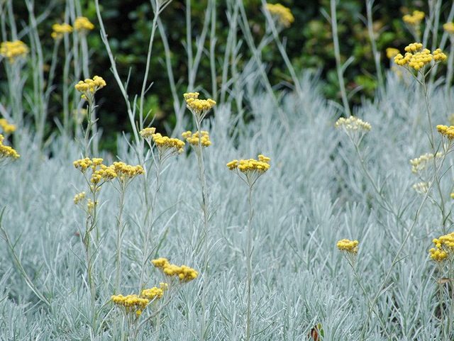 las-mejores-plantas-de-hojas-plateadas-03