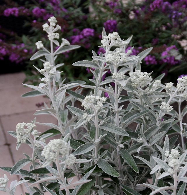 Las Mejores Plantas De Hojas Plateadas