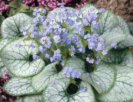 imagen Las mejores plantas de hojas plateadas