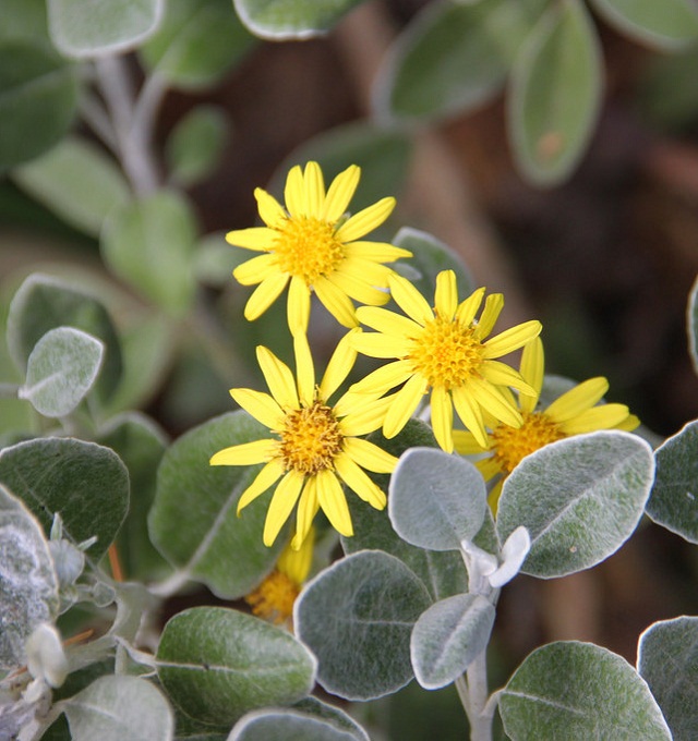 las-mejores-plantas-de-hojas-plateadas-12