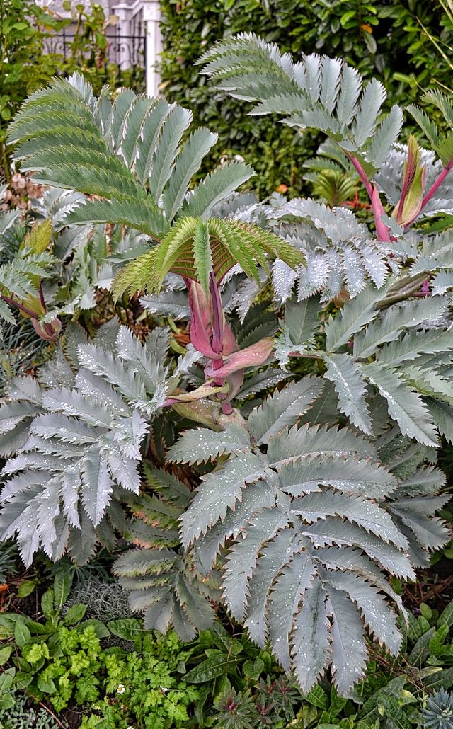 las-mejores-plantas-de-hojas-plateadas-13