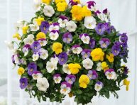 imagen Las mejores plantas para cestas colgantes