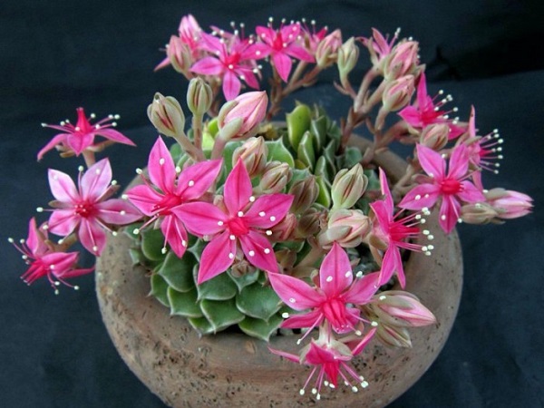 para-cultivar-graptopetalum-bellum-01