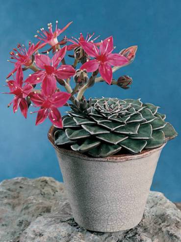 para-cultivar-graptopetalum-bellum-02