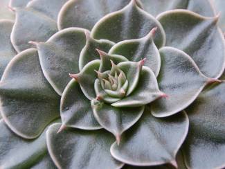 para-cultivar-graptopetalum-bellum-04