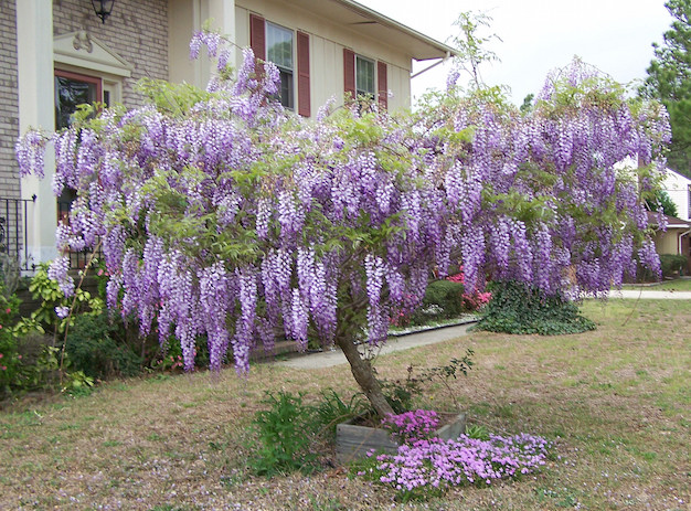 wisteria1