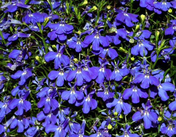 caracteristicas-y-cultivo-de-la-lobelia-azul-01