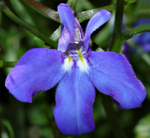 caracteristicas-y-cultivo-de-la-lobelia-azul-02