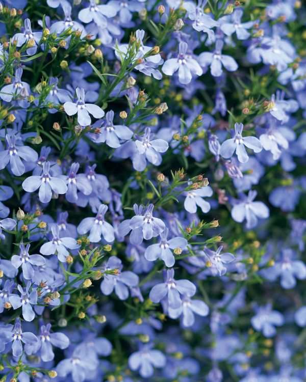 caracteristicas-y-cultivo-de-la-lobelia-azul-03