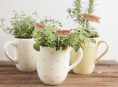 imagen Cómo cultivar hierbas aromáticas en tazas