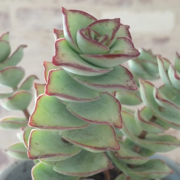 conoce-la-crassula-perforata-01