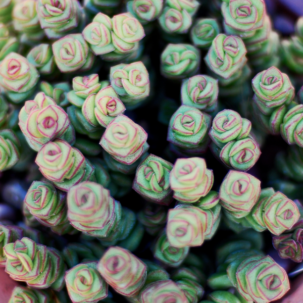 conoce-la-crassula-perforata-02