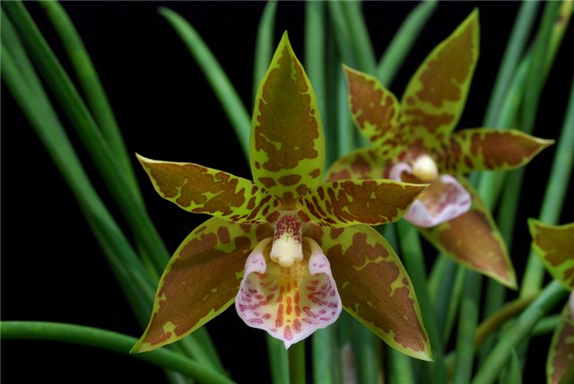 consejos-para-cultivar-orquideas-sanas-01