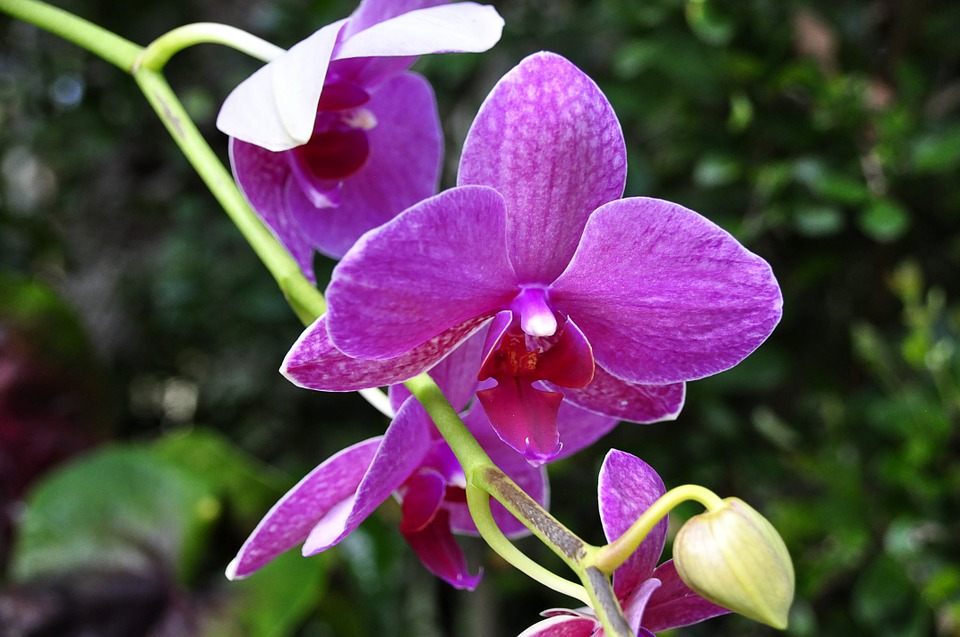 consejos-para-cultivar-orquideas-sanas-02