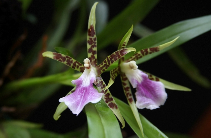 consejos-para-cultivar-orquideas-sanas-03