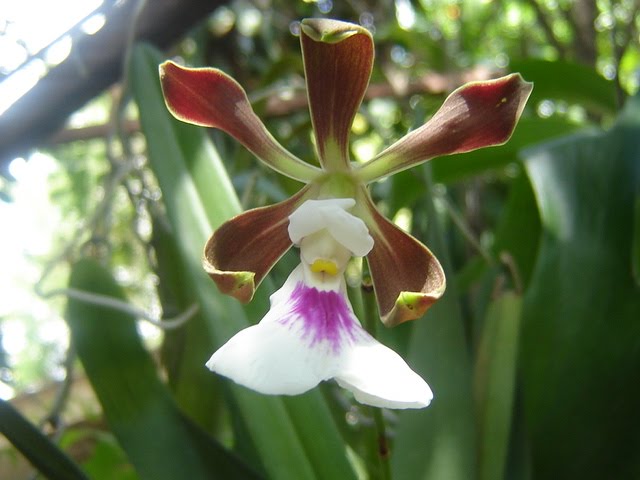 consejos-para-cultivar-orquideas-sanas-04