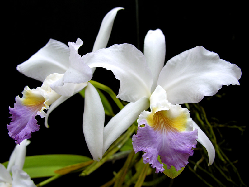 consejos-para-cultivar-orquideas-sanas-05