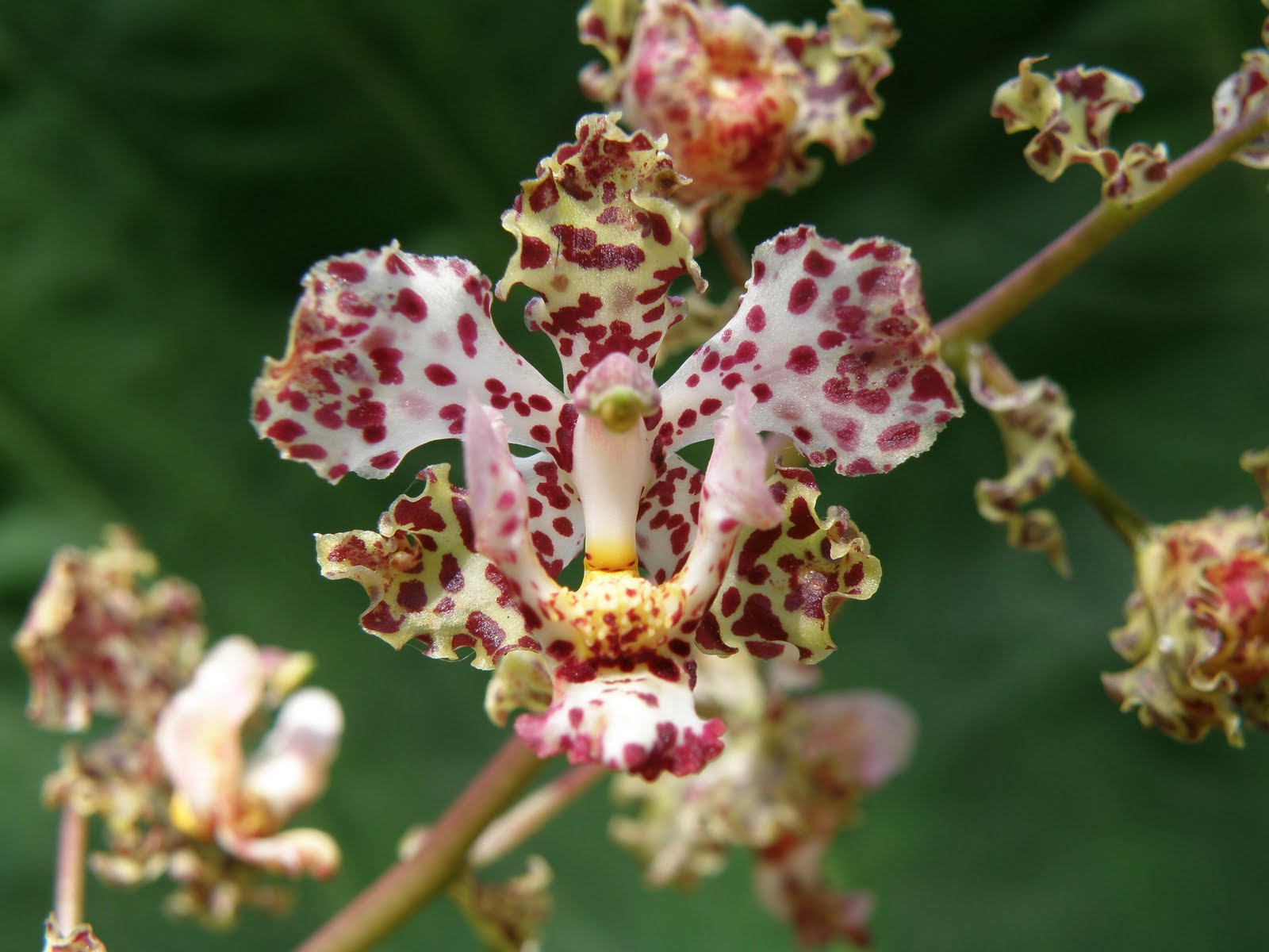 consejos-para-cultivar-orquideas-sanas-06