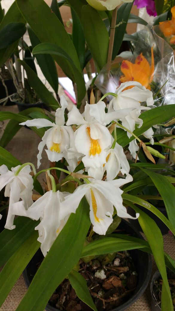 consejos-para-tener-orquideas-saludables-02