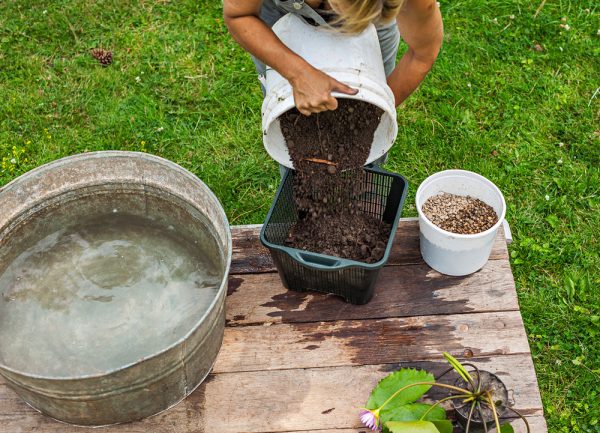 crear-un-jardin-acuatico-en-un-contenedor-03