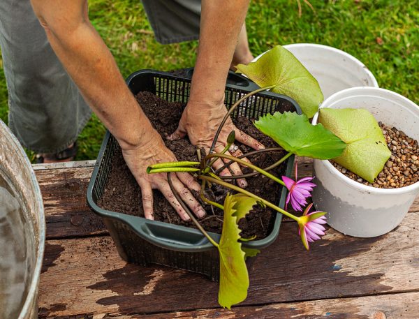 crear-un-jardin-acuatico-en-un-contenedor-04