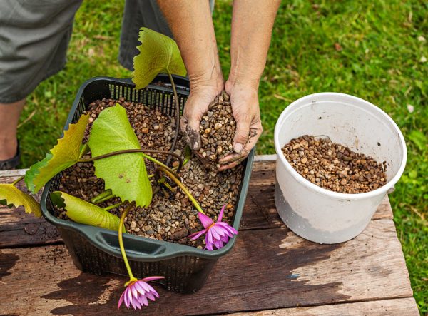 crear-un-jardin-acuatico-en-un-contenedor-05