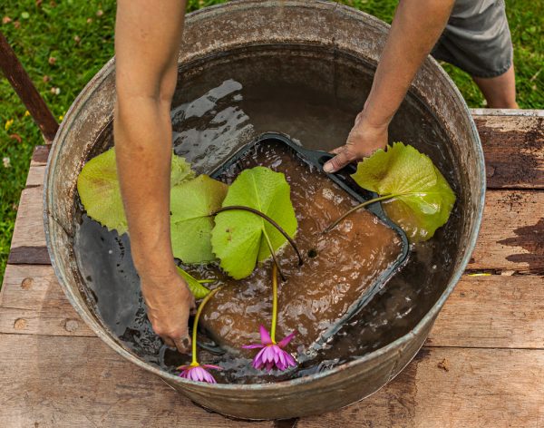 crear-un-jardin-acuatico-en-un-contenedor-06