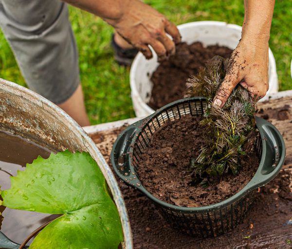 crear-un-jardin-acuatico-en-un-contenedor-08