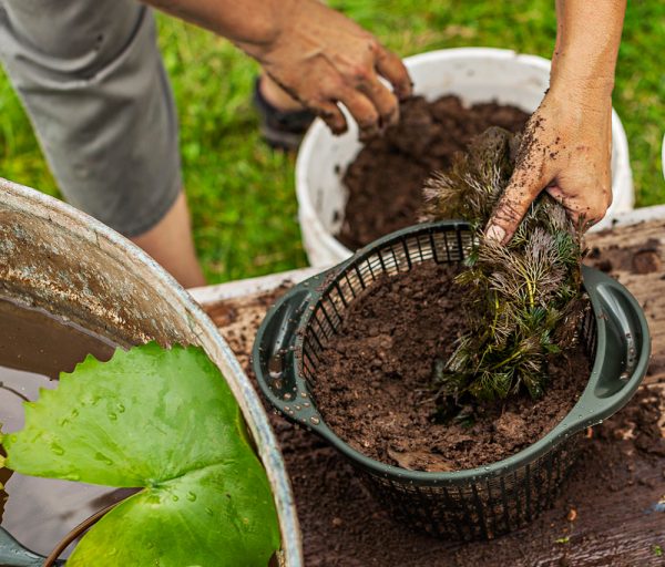 crear-un-jardin-acuatico-en-un-contenedor-08