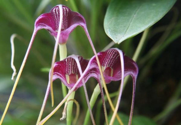 cuidados-basicos-de-la-orquidea-mandesvallia-02