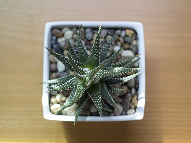 cultivar-suculentas-con-luz-artificial-02