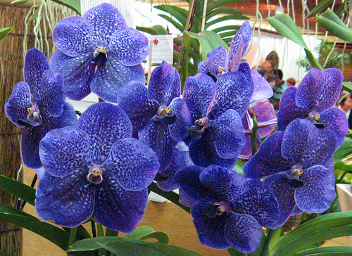 cultivo-de-la-orquidea-vanda-01