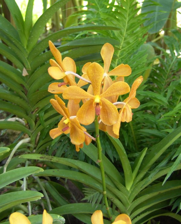 Cultivo de la orquídea Vanda