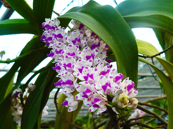 Cultivo de la orquídea Vanda