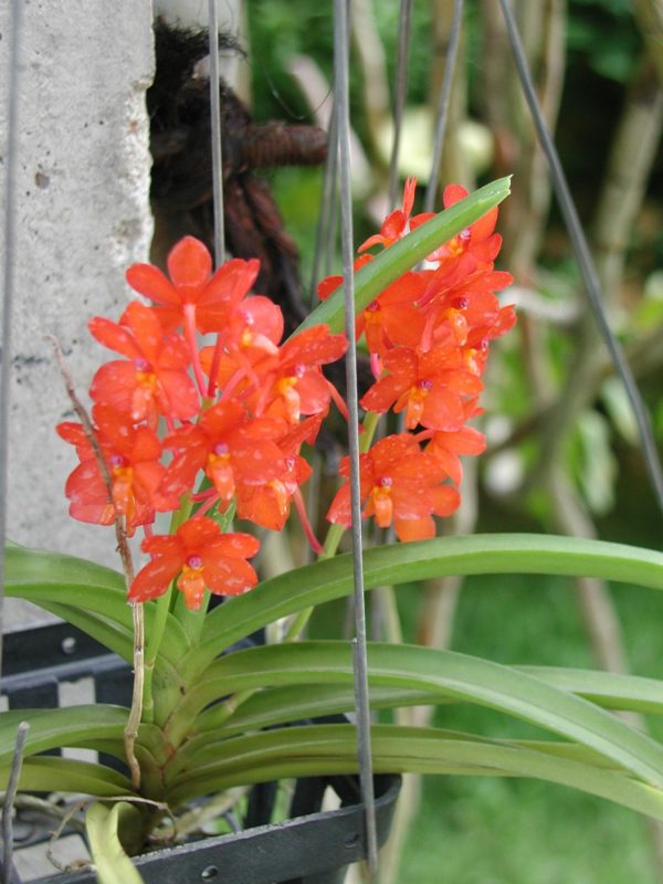 cultivo-de-la-orquidea-vanda-05